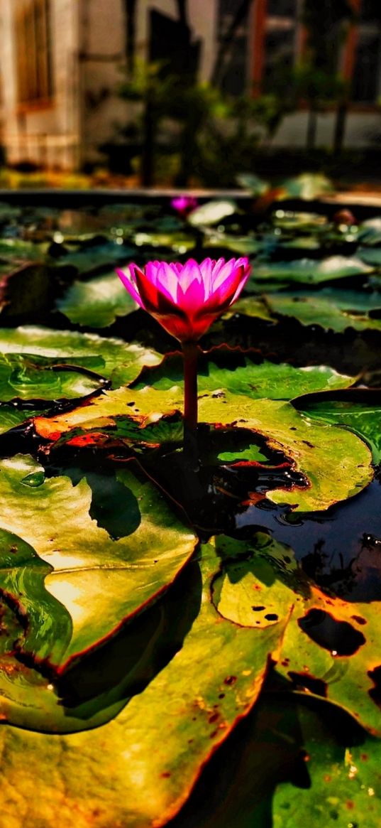 lotus, water lily, flower, water, leaves