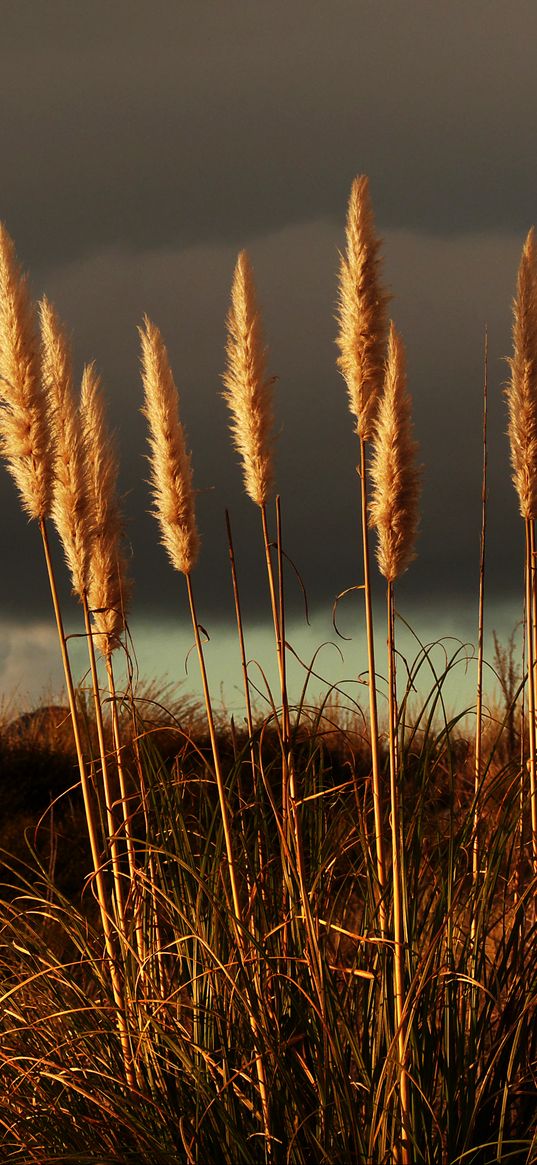 grass, panicles, dry, stems, plant