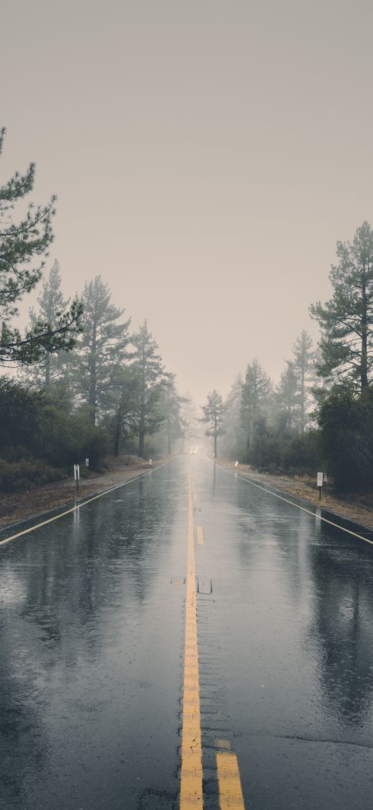 road, asphalt, rain, wet, trees, bushes