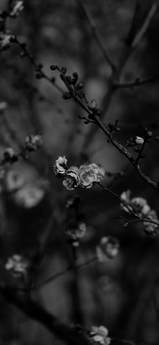 sakura, flowers, bw, branches, tree, bloom