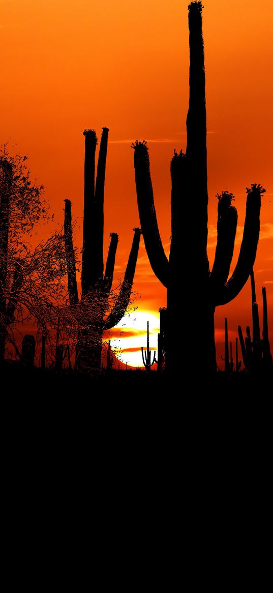 cacti, sun, sunset, twilight, dark, outlines