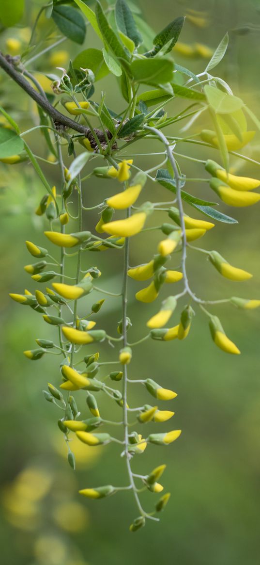 acacia, yellow, buds, branch, bloom