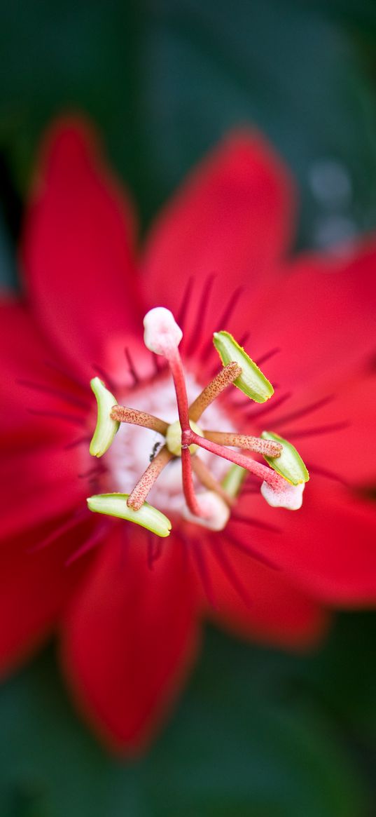 flower, red, stamen, macro, closeup