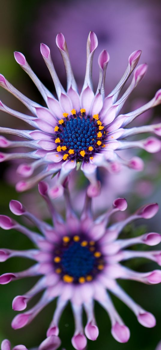 osteospermum, african daisy, flower, exotic, plant, bloom