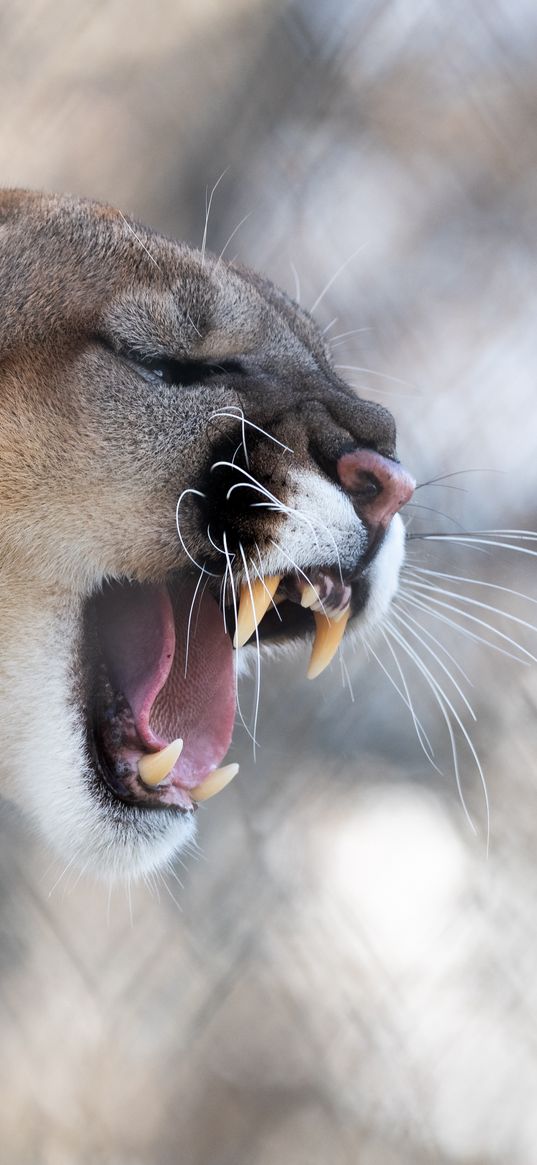 cougar, grin, roar, predator, fangs, wildlife