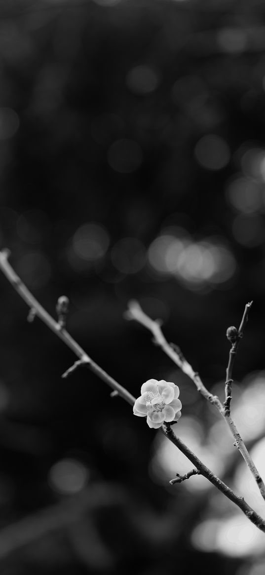 sakura, flower, bw, branch, blur