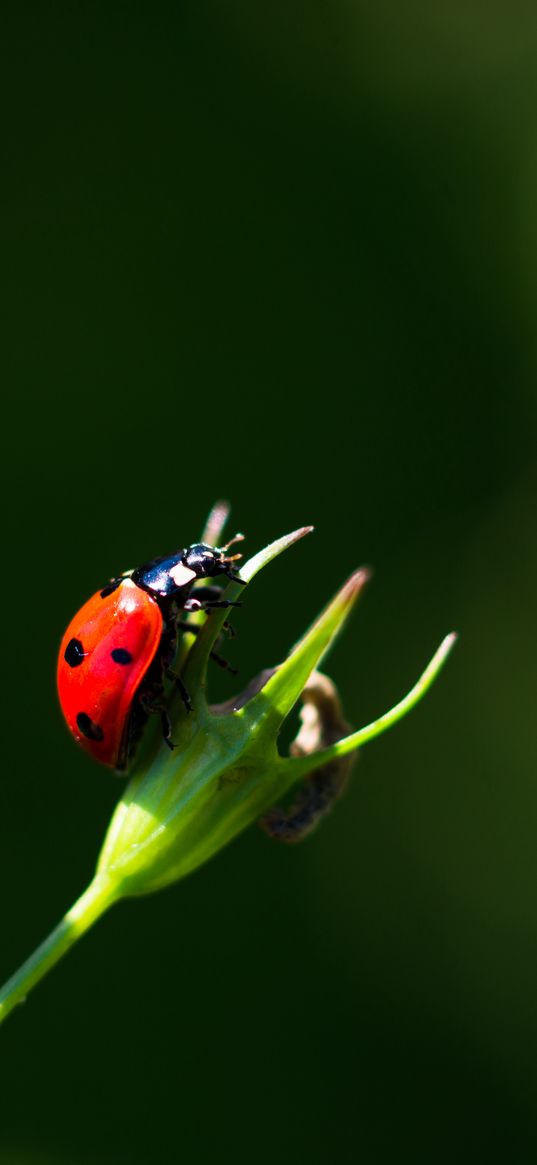 ladybug, insect, red, macro, closeup