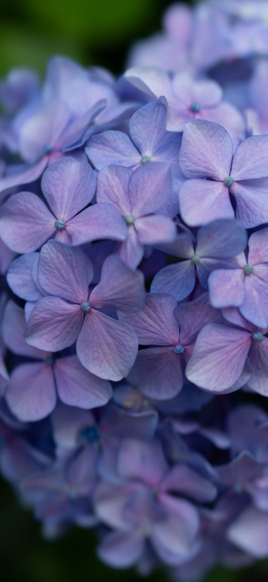 lilac, flowers, inflorescence, flowering, plant