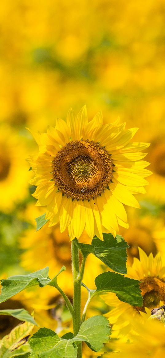 sunflowers, flowers, yellow, field, bloom