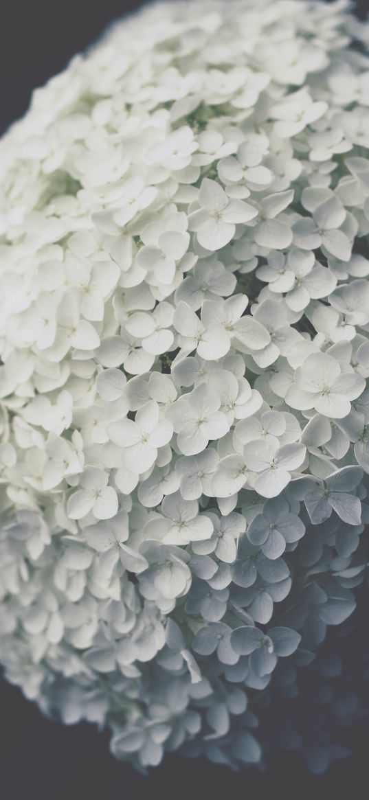 flowers, inflorescence, white, bloom, plant