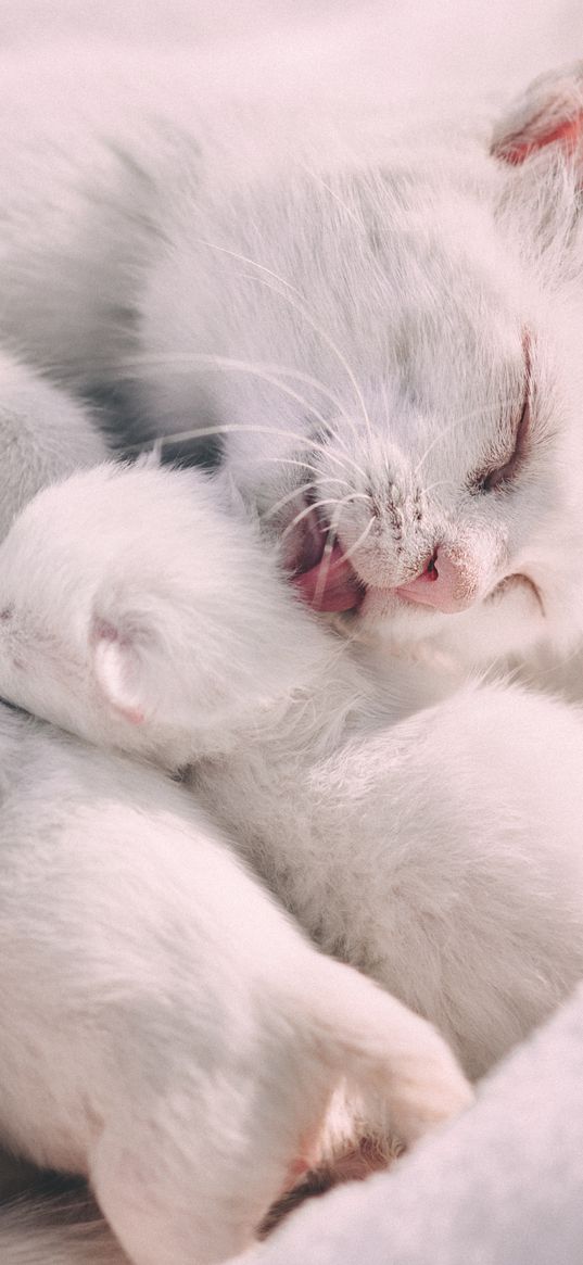 cat, kittens, family, care, tenderness