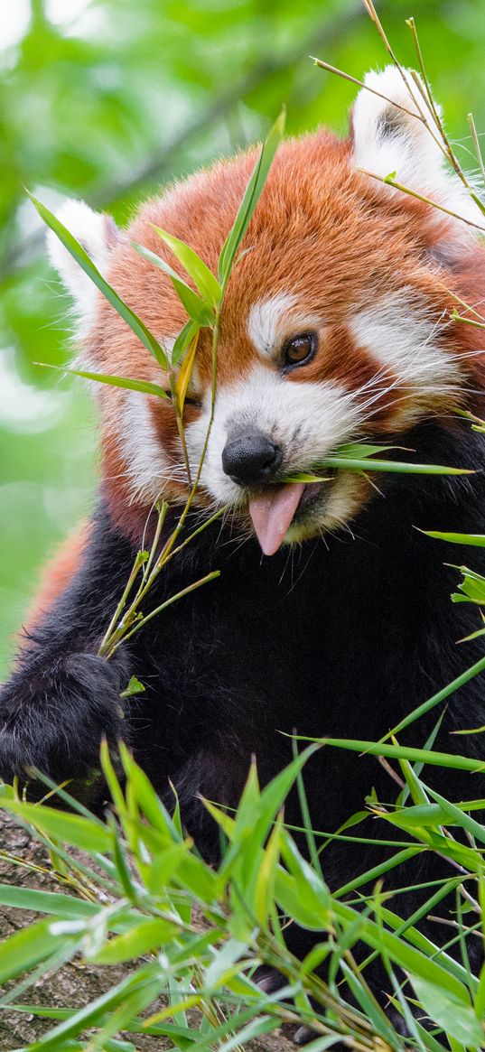 red panda, fire panda, protruding tongue, food