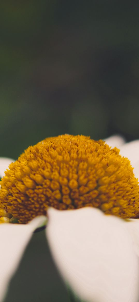 chamomile, flower, macro, pistils, stamens