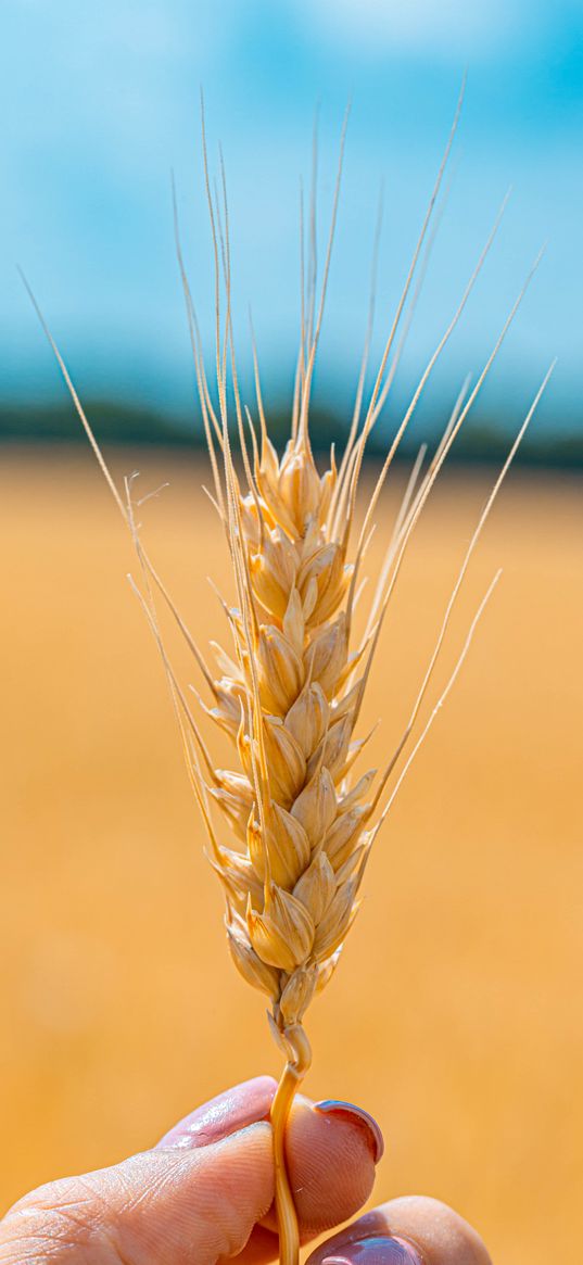 spikelet, wheat, grains, cereal, close-up