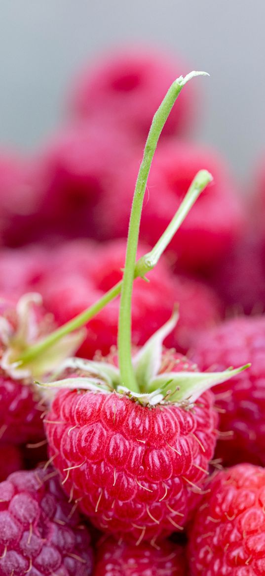 raspberry, berries, ripe, juicy, close-up