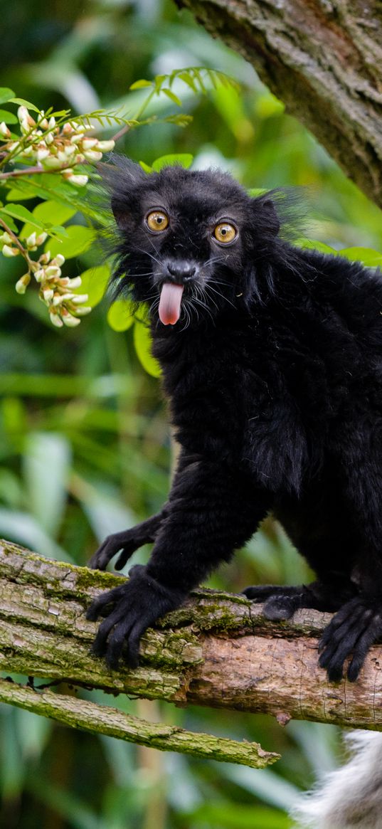 lemur, protruding tongue, funny, black, wilderness