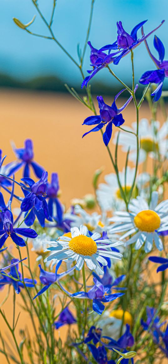 chamomile, consolida, flower, bouquet, field