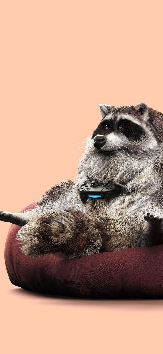 raccoon, joystick, funny, gamepad, game