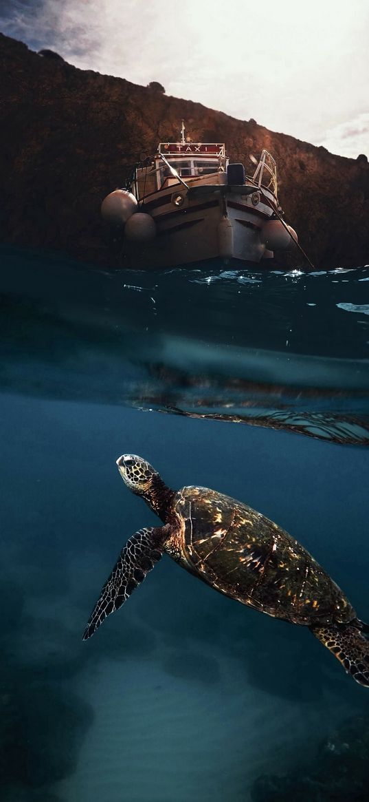 turtle, water, under water, sea, boat