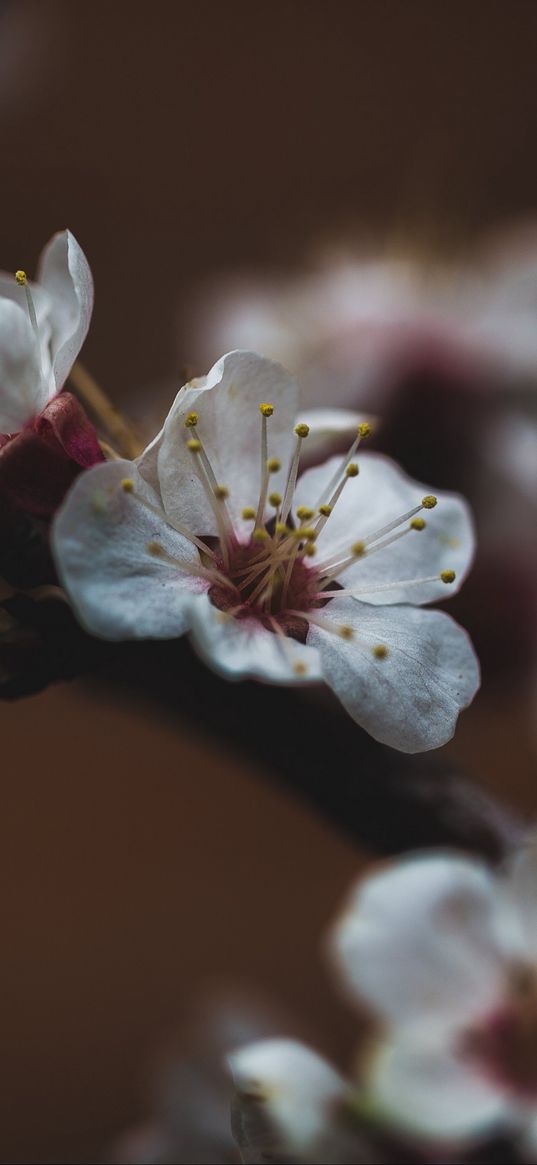 flower, sakura, cherry, bloom, macro