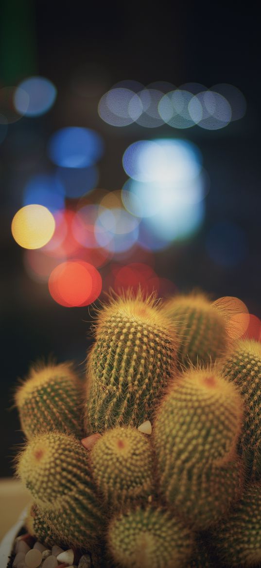 cacti, succulents, prickly, indoor plant, glare, bokeh