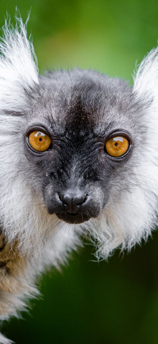 lemur, glance, funny, animal, wildlife