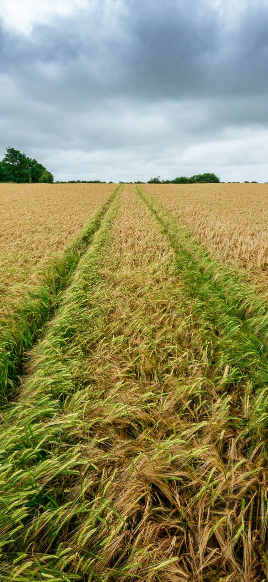 field, rye, spikelets, harvest, landscape