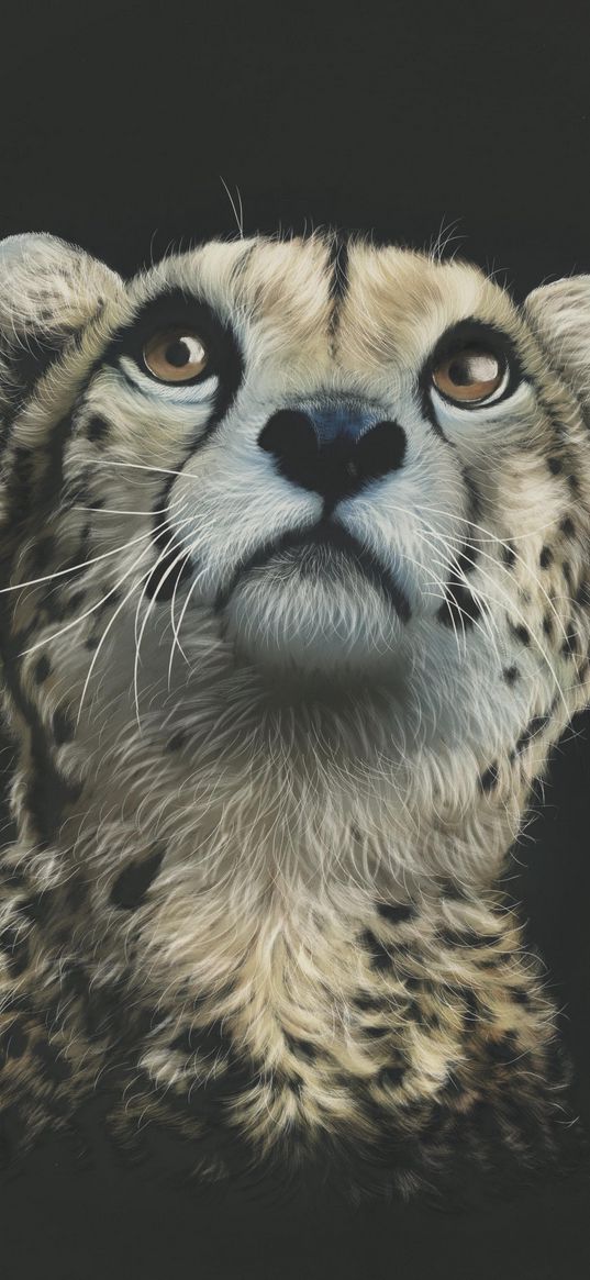 cheetah, art, drawing, predator, glance