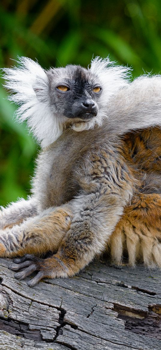 lemur, glance, funny, animal, wildlife