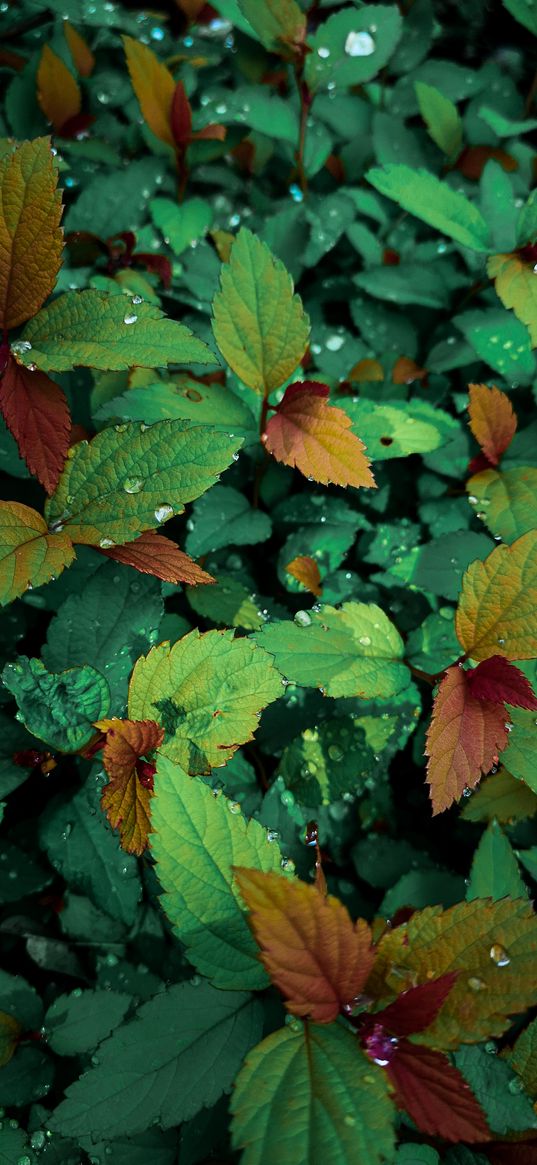 plants, leaves, dew, drops, wet