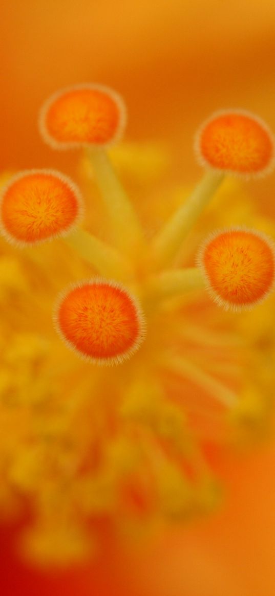 flower, stamens, macro, closeup, orange