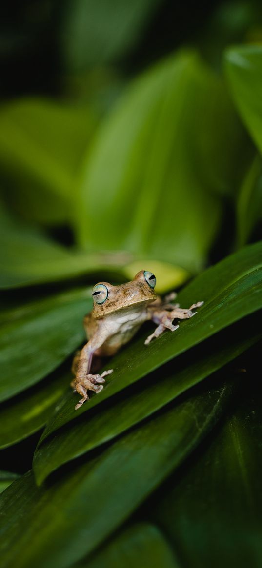 frog, leaves, green, plant, closeup