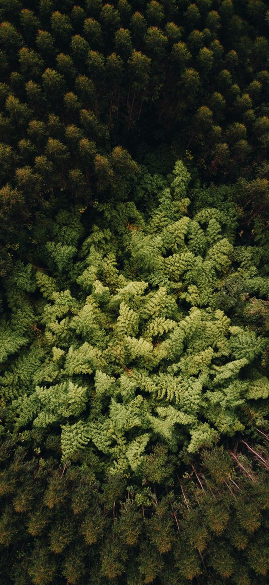 forest, trees, aerial view, treetops, green