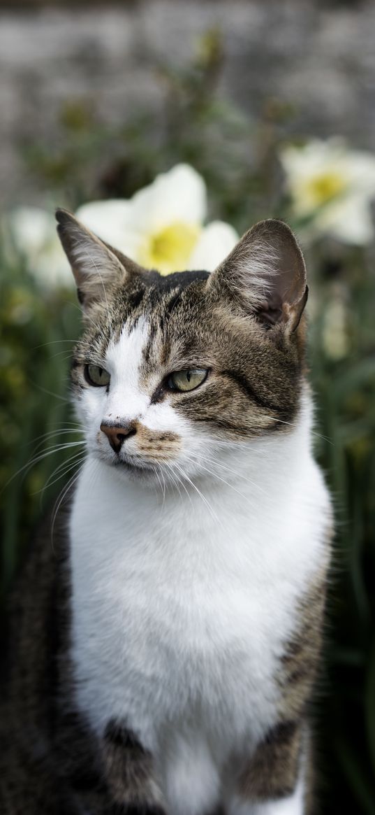 cat, flowers, glance, pet, animal