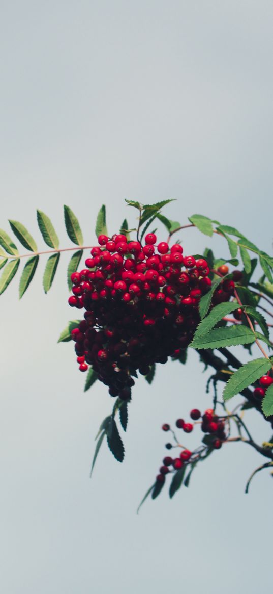 mountain ash, branch, berries, leaves, sky