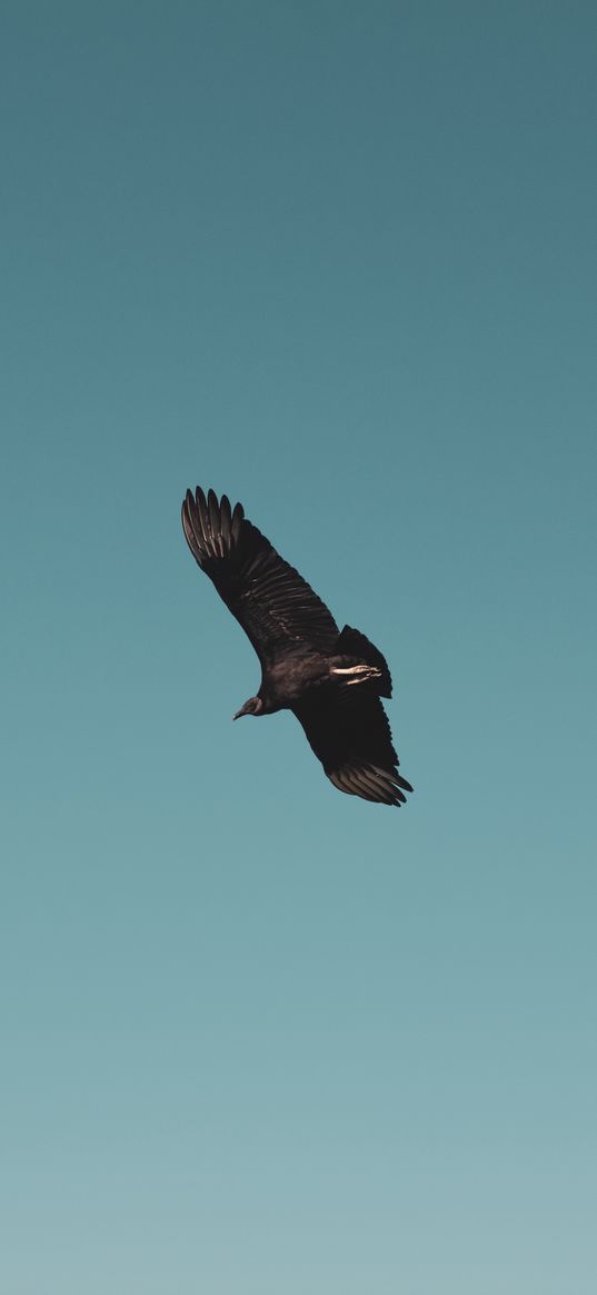 vulture, bird, sky, fly, soar