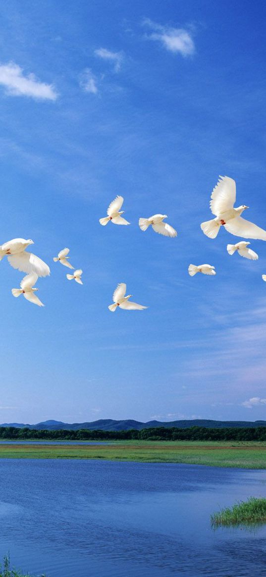 birds, white, flight, river, sky, light