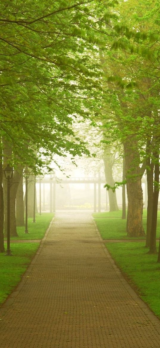 road, park, fog, morning, trees, greens