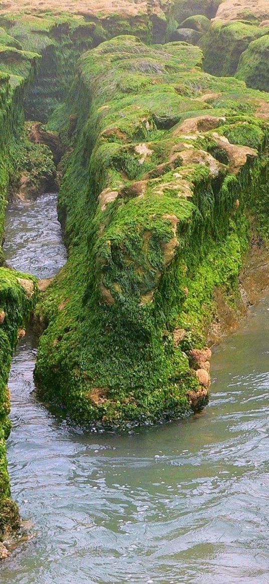 rocks, moss, water, river, greens