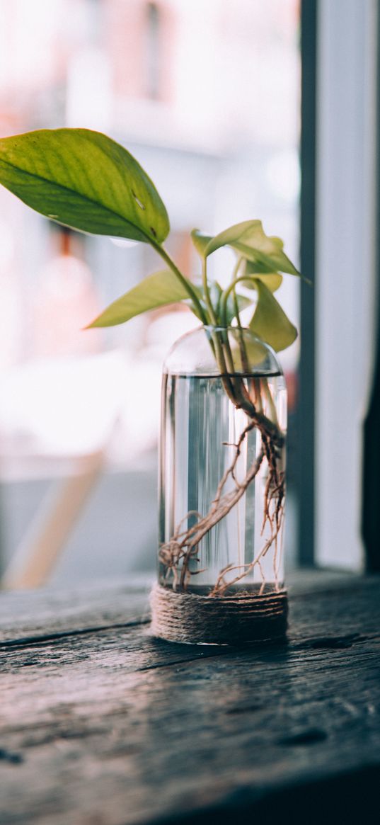 vase, mini, leaves, plant