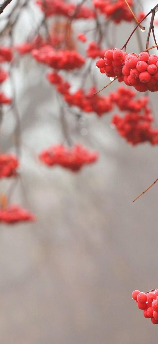 mountain ash, red, berry, tree, branches, fruits, drops м