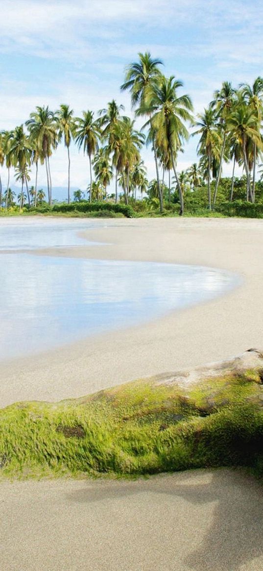 stub, moss, beach, sand, sea, palm trees