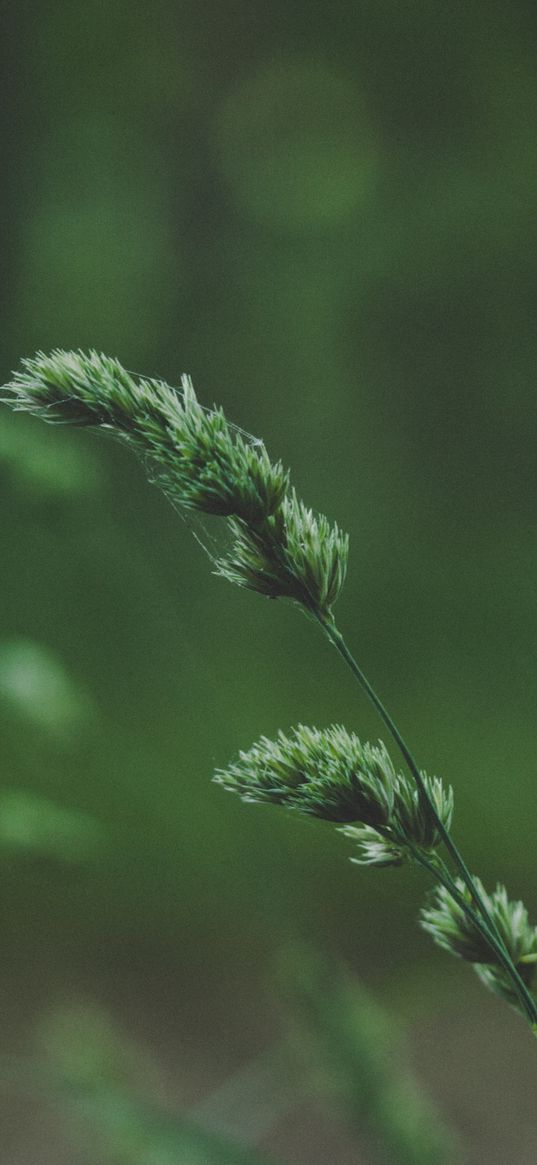 spikelet, stem, grass, plant, green