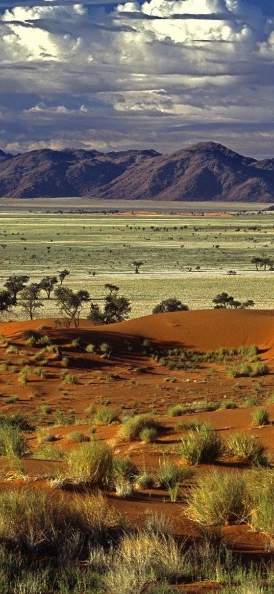 desert, trees, sand, plants, mountains