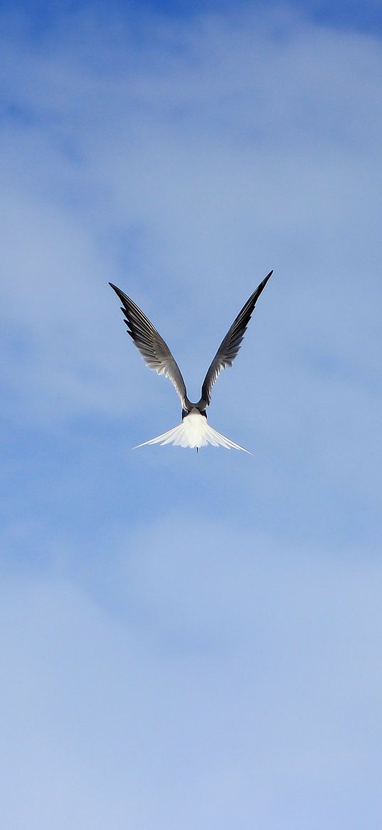 gull, bird, wings, sky, fly