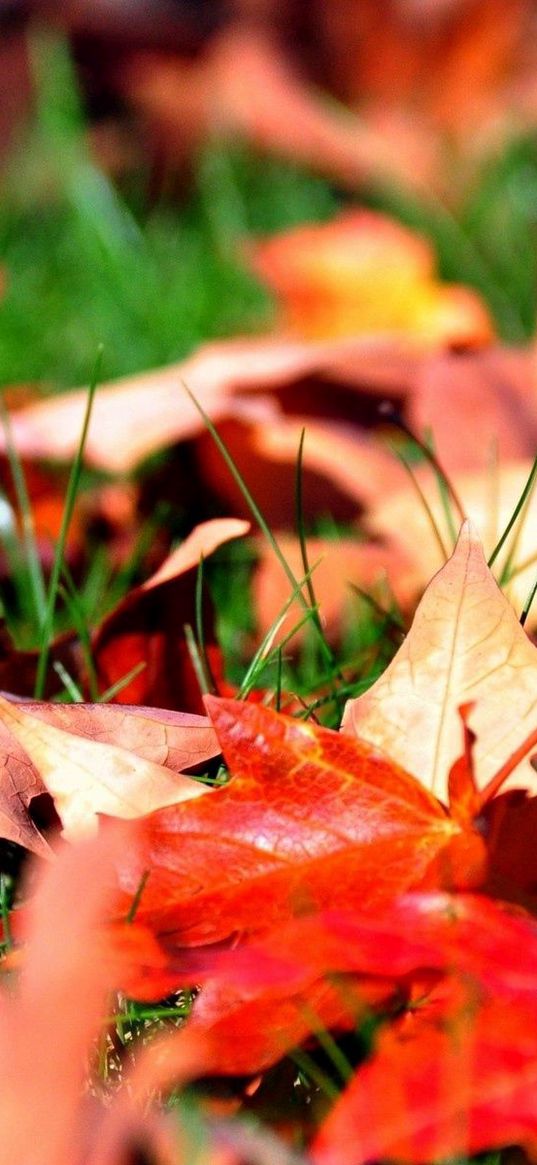 leaves, autumn, grass, lawn, greens, maple