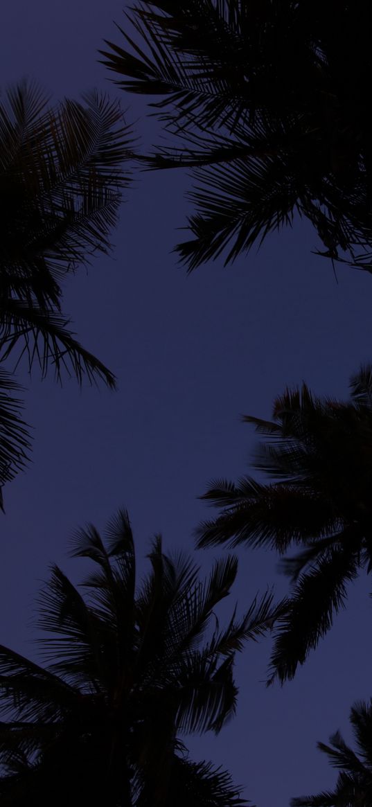 palm trees, treetops, dark, sky, twilight