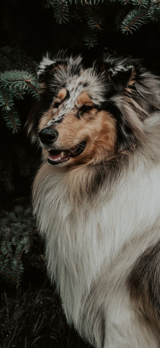 dog, fluffy, glance, pet, animal