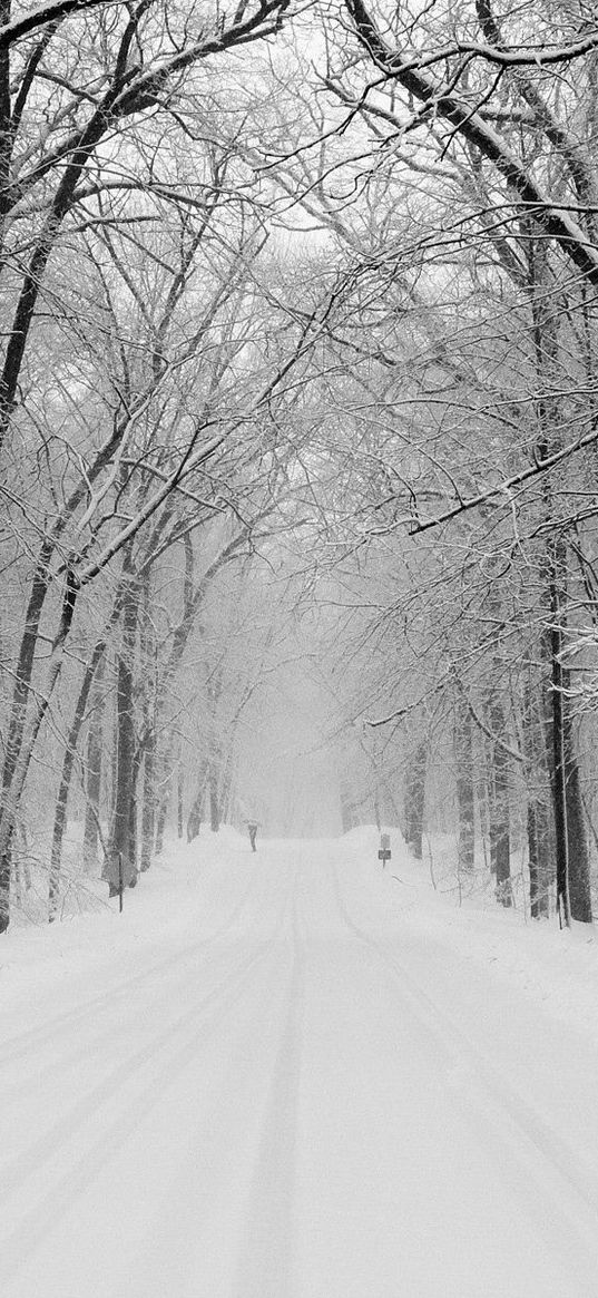 avenue, trees, winter, snow, road