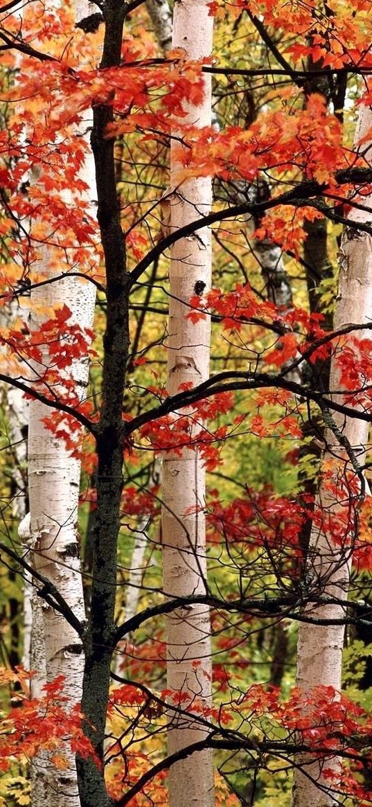 trees, birches, wood, autumn, branches, leaves, paints